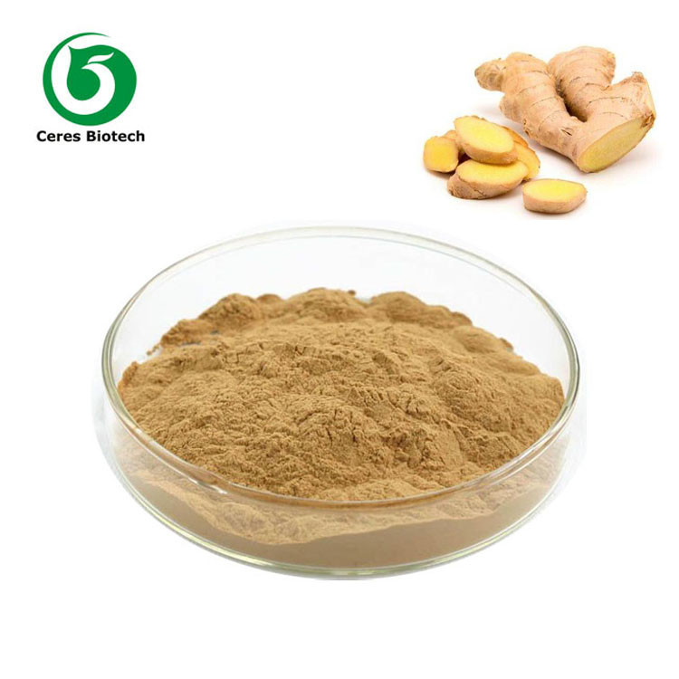Ginger Herbal Extract Powder  40% Gingerol Powder